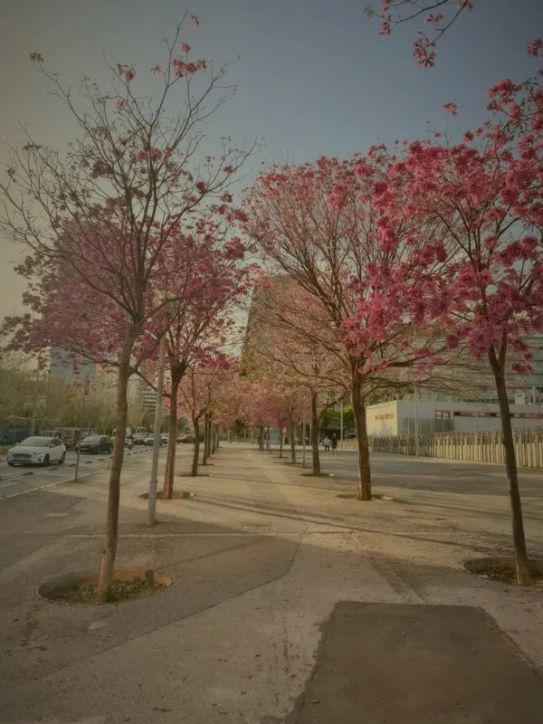 Pink blossom trees lining a Barcelona sidewalk